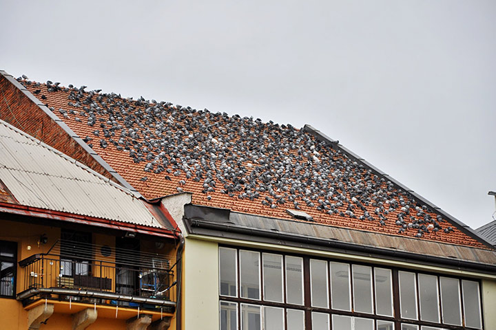 A2B Pest Control are able to install spikes to deter birds from roofs in Woodside Park. 