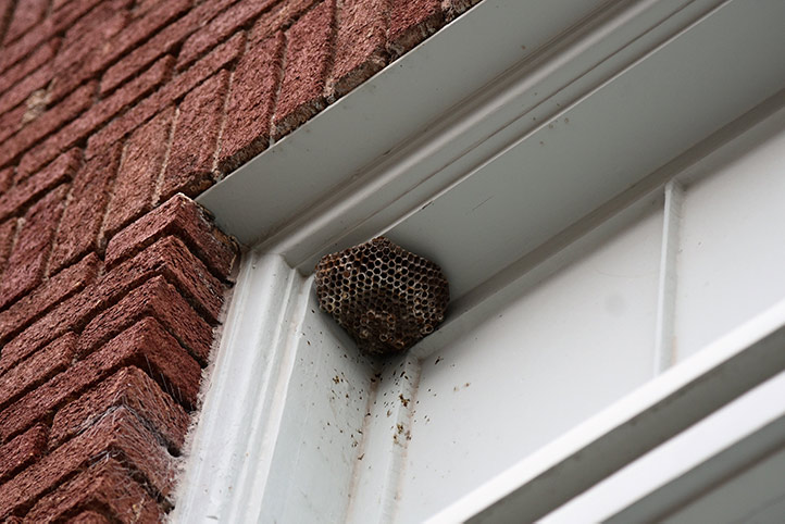 We provide a wasp nest removal service for domestic and commercial properties in Woodside Park.